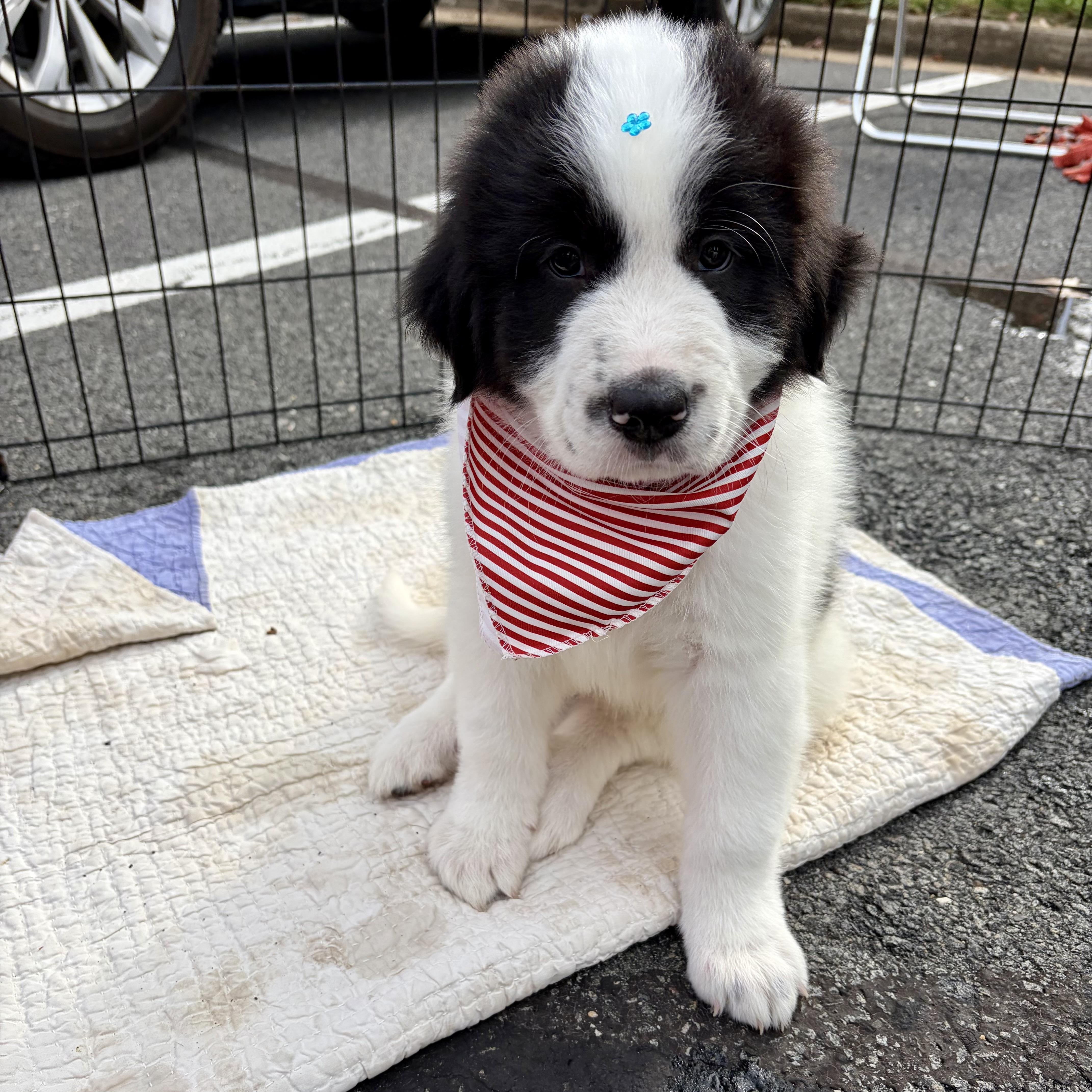 Enlarge Dumpling, a Adoptable mixed breed in High View, WV image 3/3