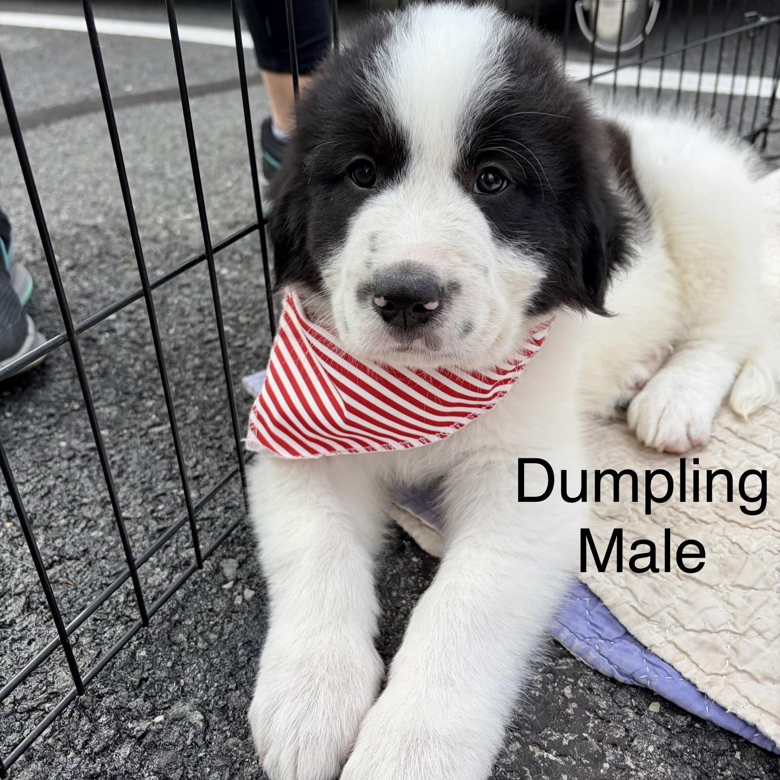 Dumpling, Adoptable, Puppy Male Great Pyrenees & Saint Bernard.