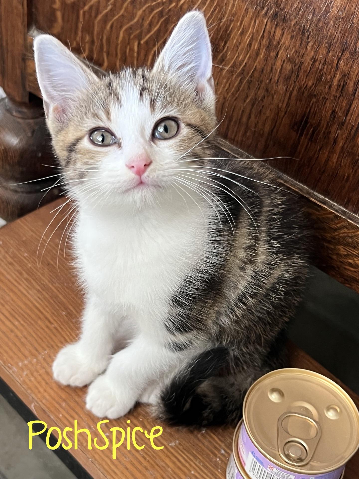 PoshSpice...I'm posh by name, precious by nature, Adopted, Kitten Female Domestic Medium Hair.