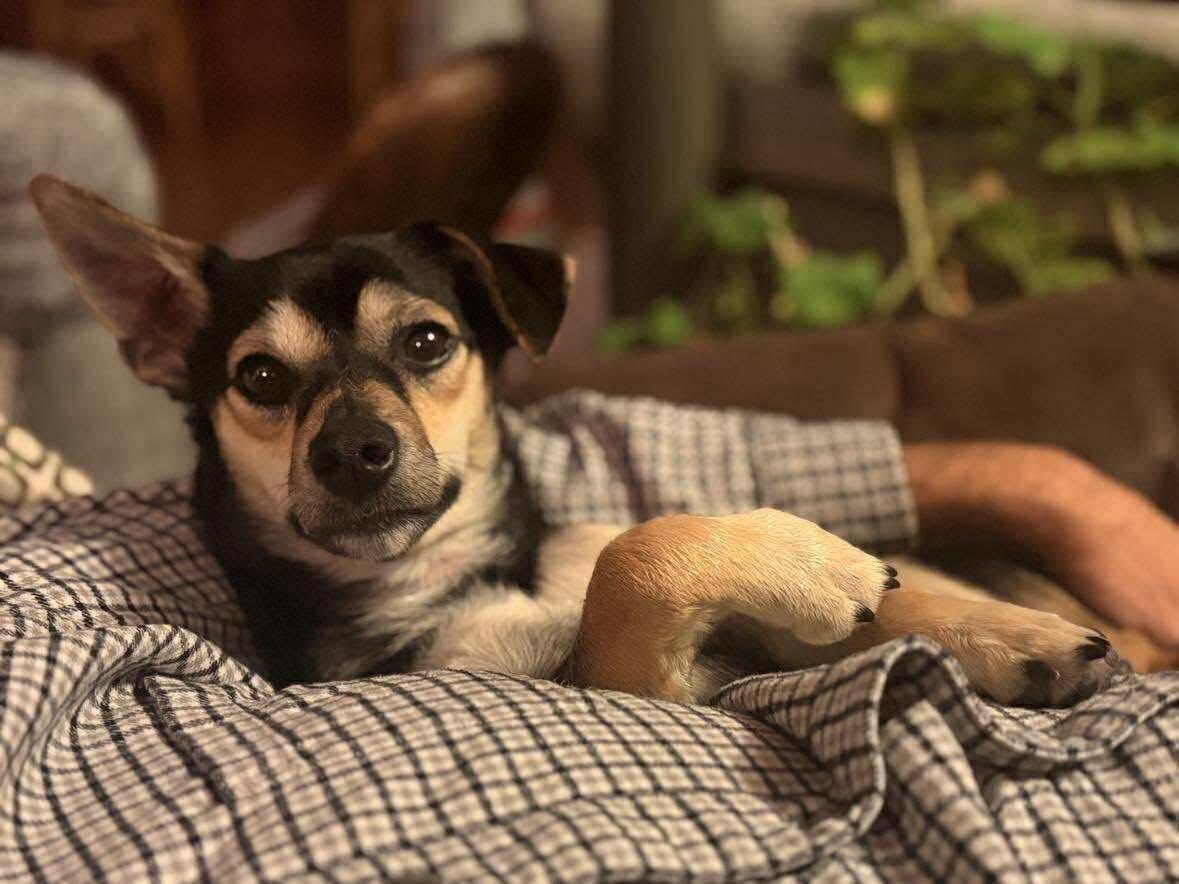 Jean Pierre 25-187, ADOPTABLE, Adult Male Chihuahua.