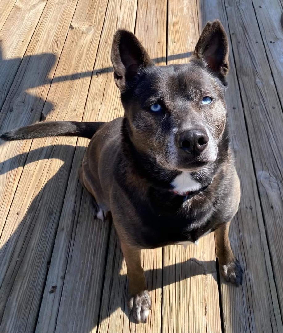 Enlarge Roxy, a Adoptable mixed breed in Memphis, TN image 8/12