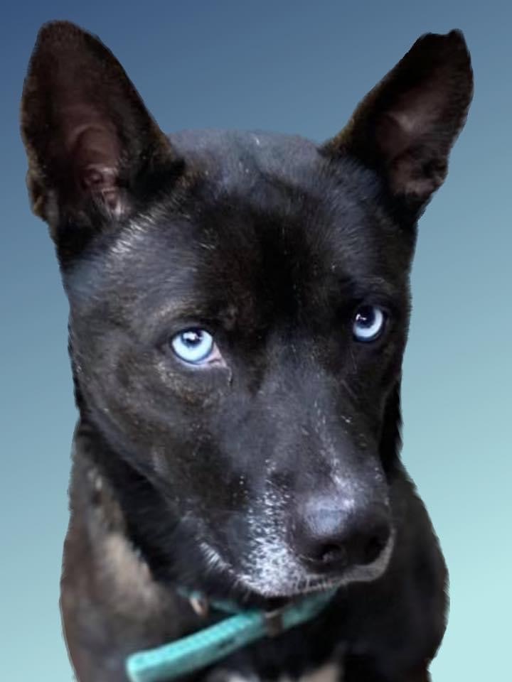 Enlarge Roxy, a Adoptable mixed breed in Memphis, TN image 9/12