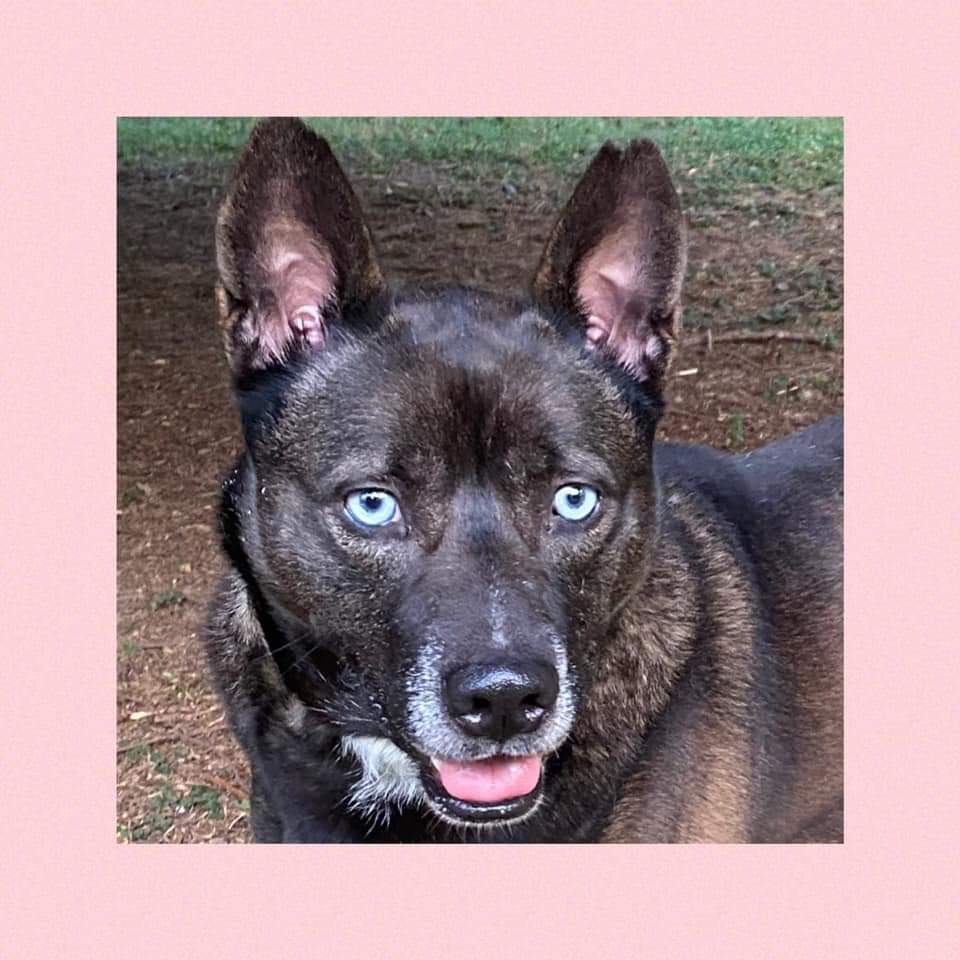 Enlarge Roxy, a Adoptable mixed breed in Memphis, TN image 10/12