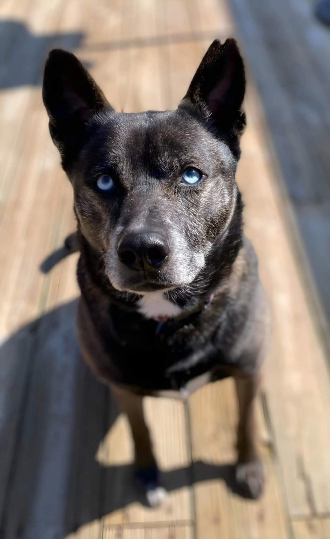 Enlarge Roxy, a Adoptable mixed breed in Memphis, TN image 11/12