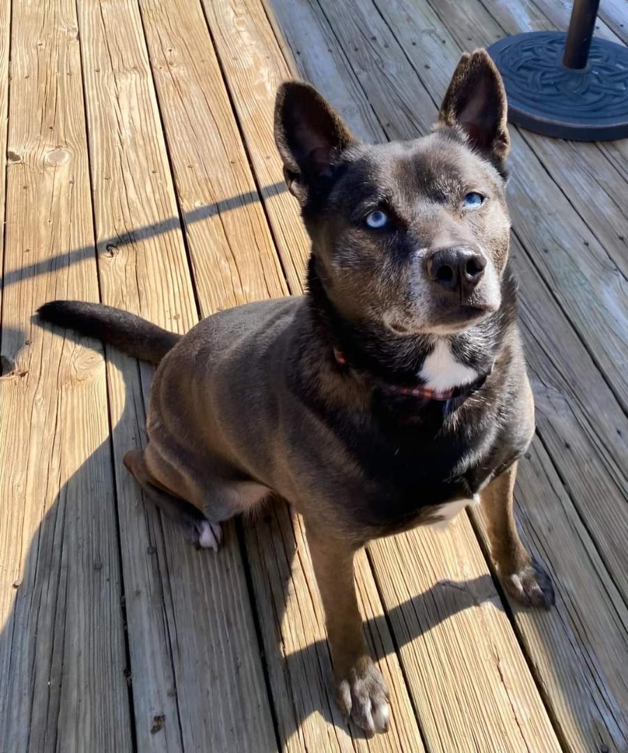 Enlarge Roxy, a Adoptable mixed breed in Memphis, TN image 12/12