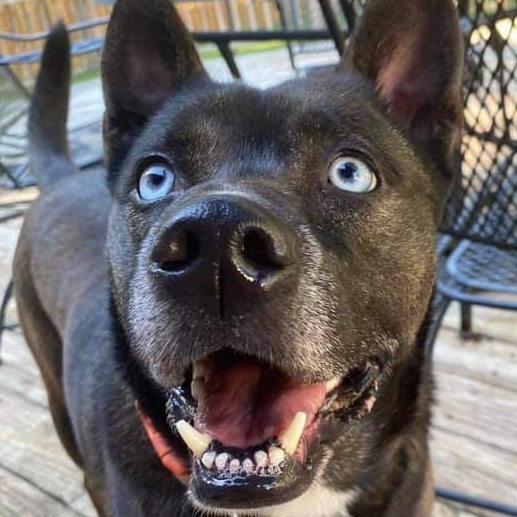 Roxy, a Adoptable mixed breed in Memphis, TN image 1/12