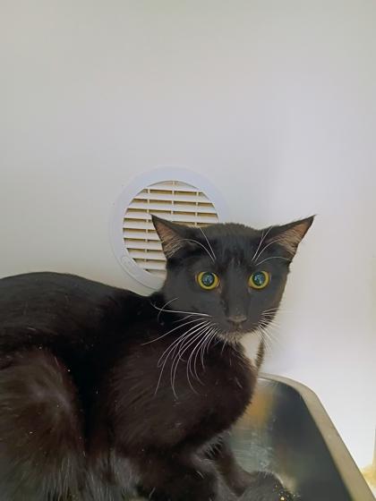 Enlarge Felix, a Adoptable mixed breed in Beatrice, NE image 1/1