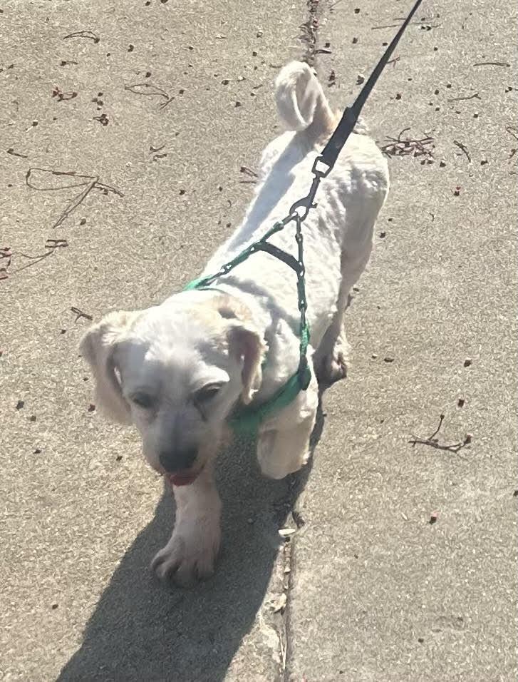 Tuco, Adoptable, Adult Male Spaniel.