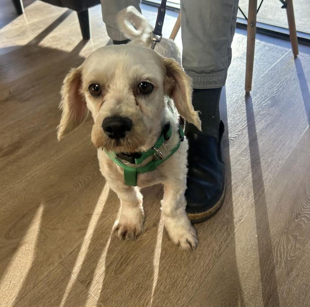 Tuco, a Adoptable mixed breed in Jamestown, CA image 2/6