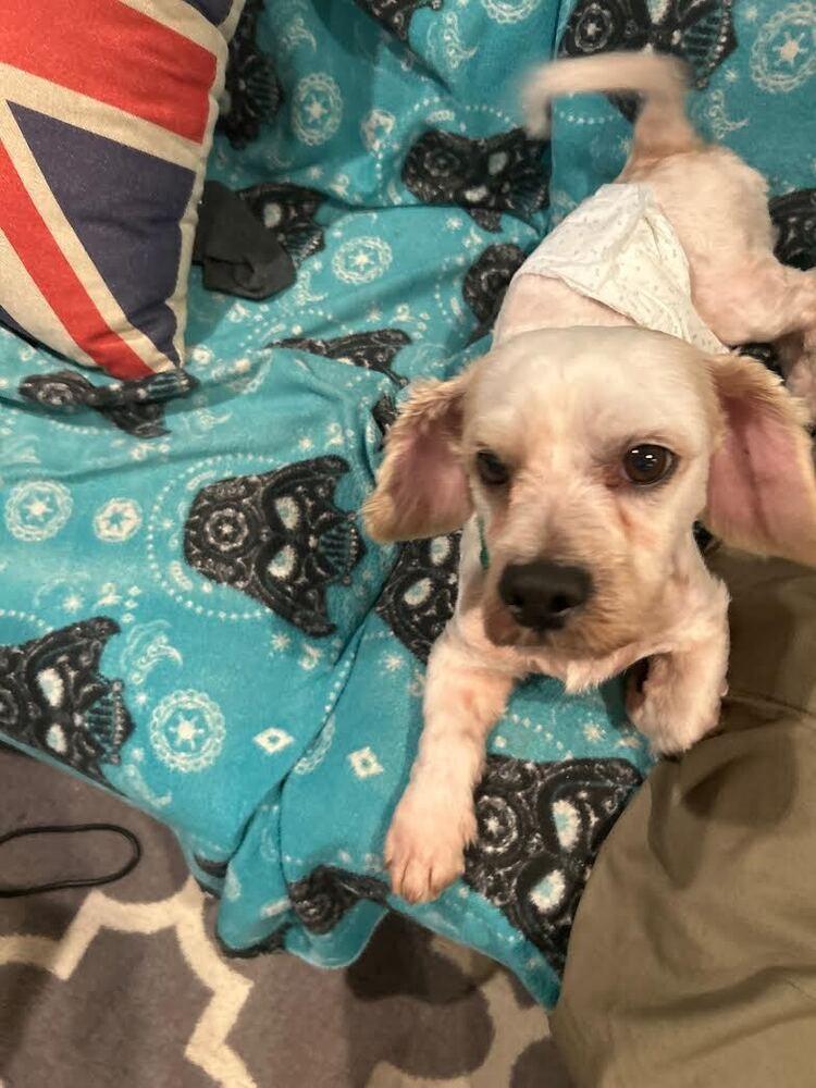 Tuco, a Adoptable mixed breed in Jamestown, CA image 3/6