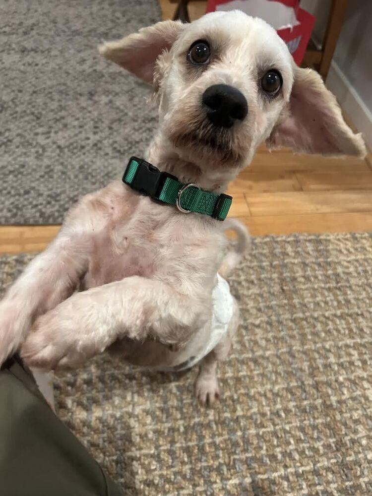 Tuco, a Adoptable mixed breed in Jamestown, CA image 4/6