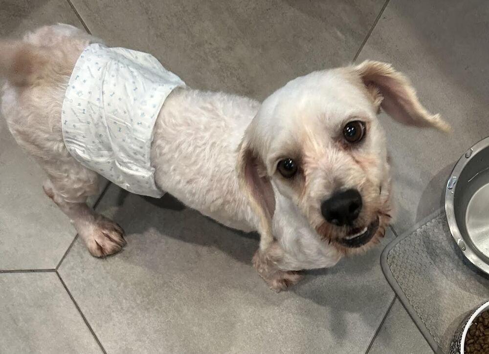 Tuco, a Adoptable mixed breed in Jamestown, CA image 5/6