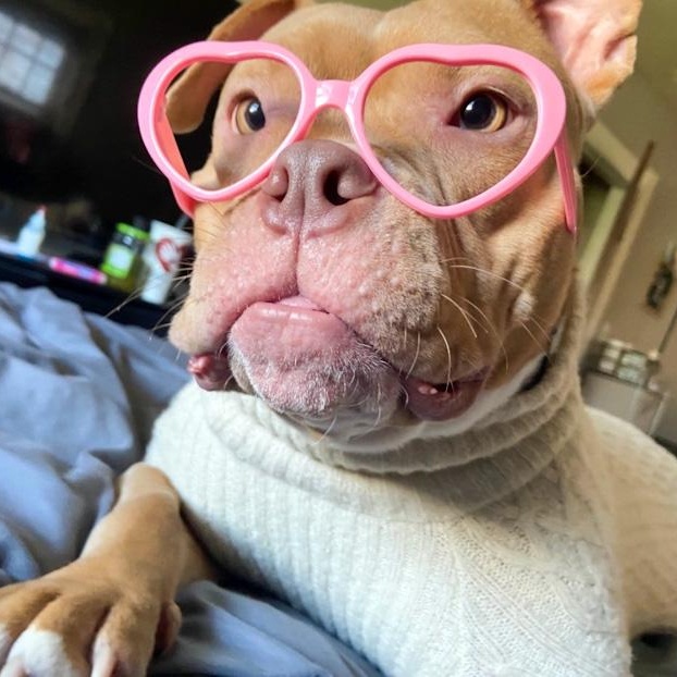 Enlarge Tink, a ADOPTABLE American Bully in Toledo, OH image 1/3