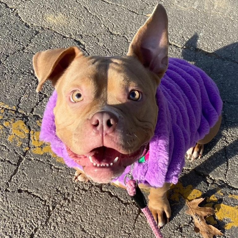 Enlarge Tink, a ADOPTABLE American Bully in Toledo, OH image 3/3