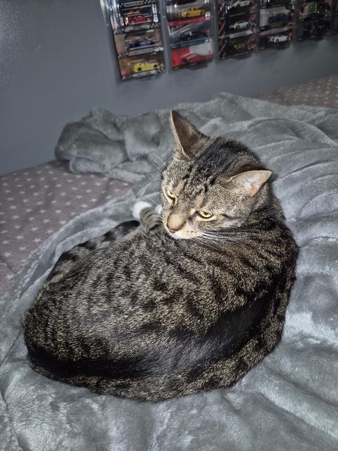Rosie, ADOPTABLE, Adult Female Tiger.