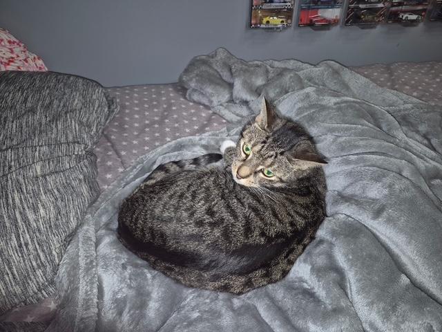 Rosie, a ADOPTABLE Tiger in Farmingville, NY image 2/3
