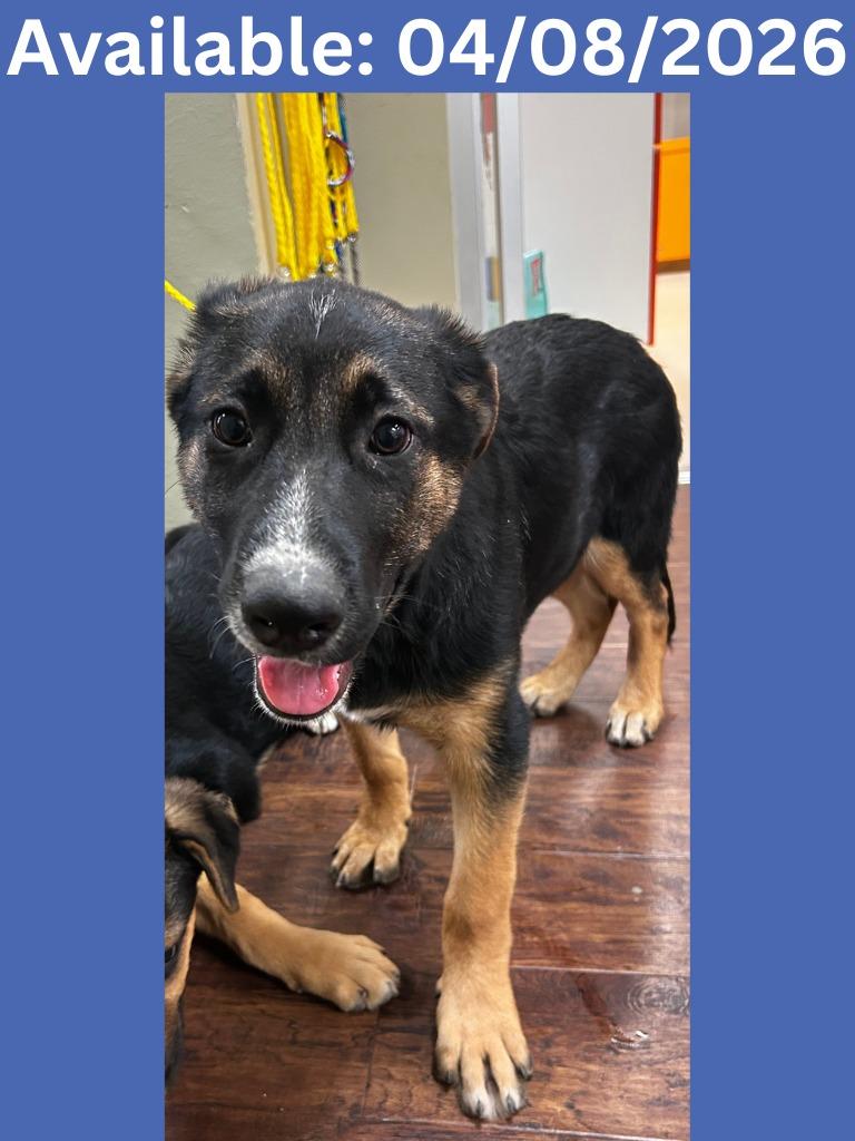 Dog Kennel #38, Adoptable, Puppy Male Rottweiler & Shepherd.