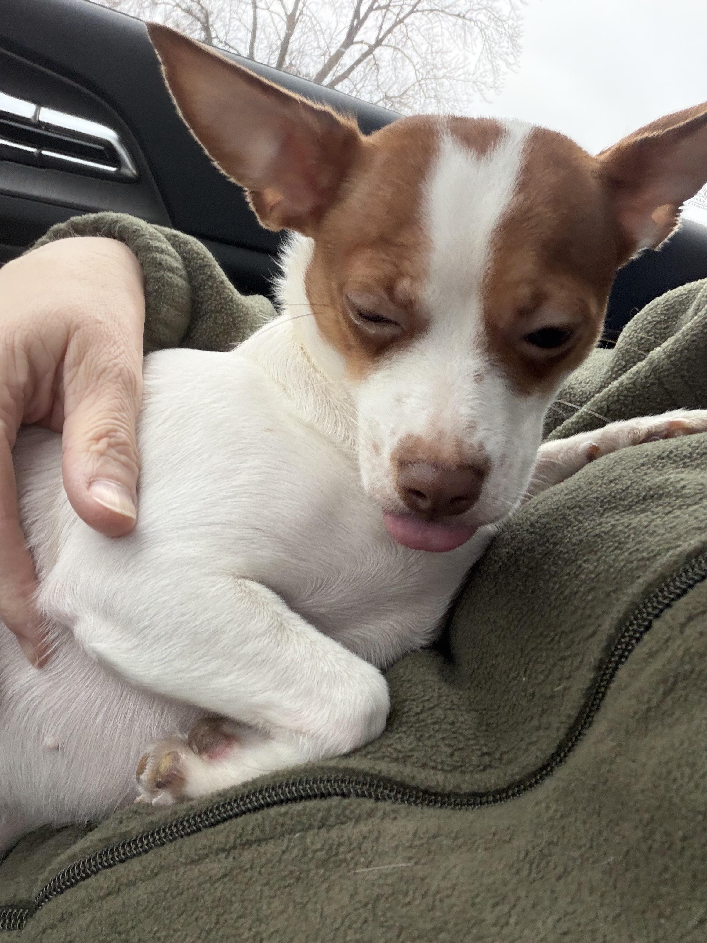 Enlarge Pebbles, a ADOPTABLE mixed breed in Bettendorf, IA image 2/4