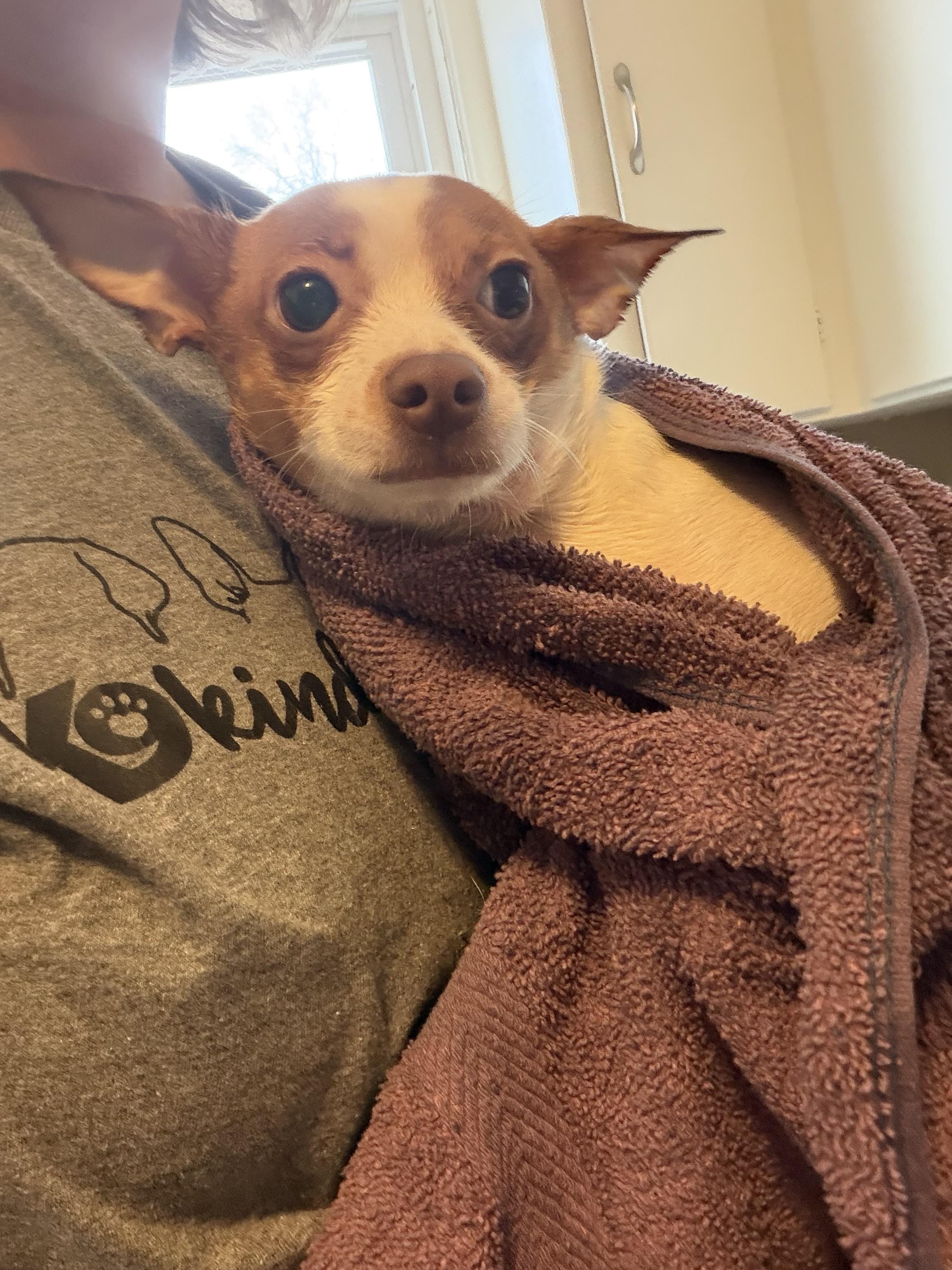 Enlarge Pebbles, a ADOPTABLE mixed breed in Bettendorf, IA image 3/4