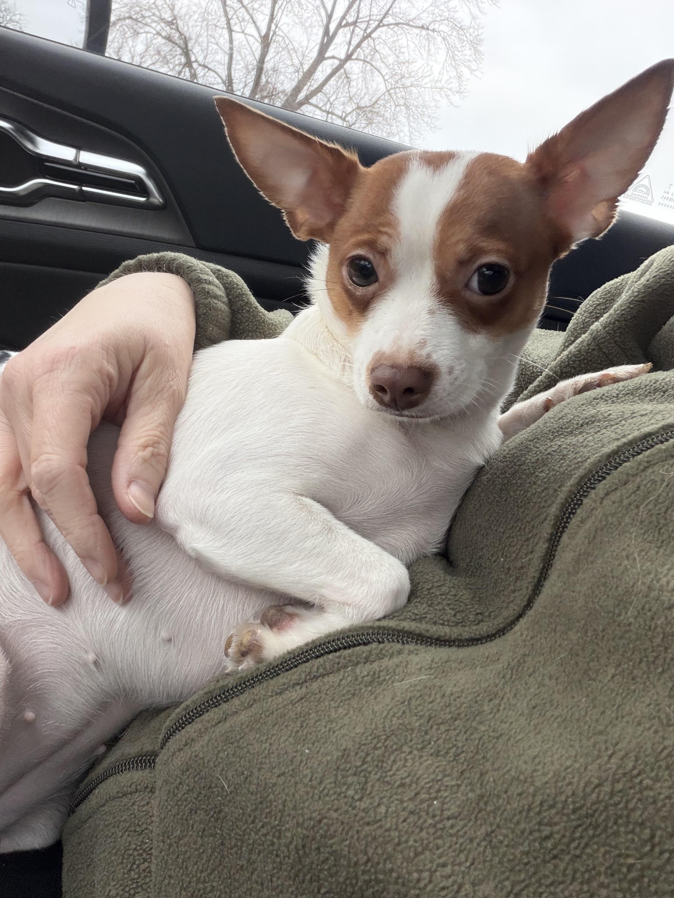Enlarge Pebbles, a ADOPTABLE mixed breed in Bettendorf, IA image 4/4