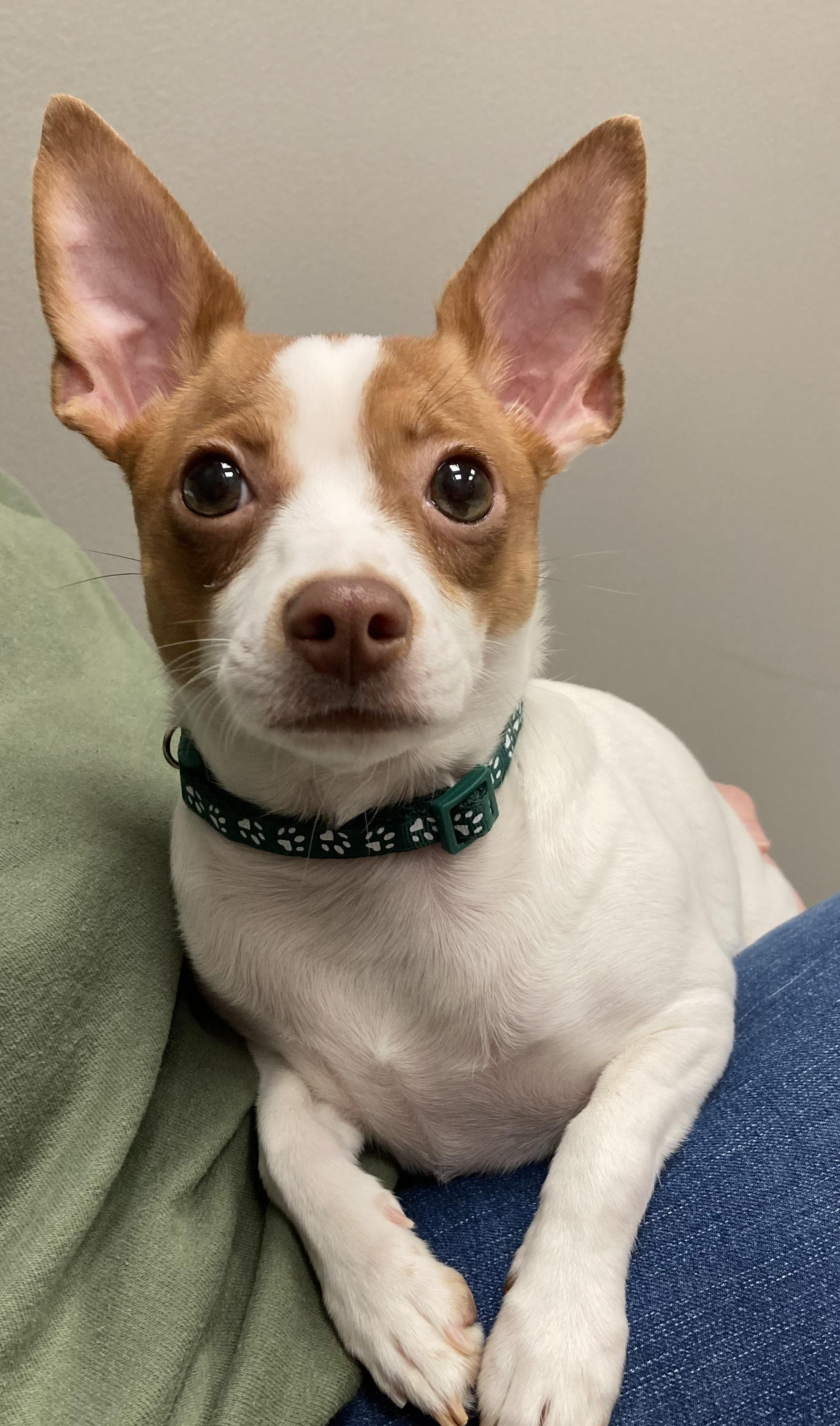 Pebbles, ADOPTABLE, Adult Female Chihuahua.