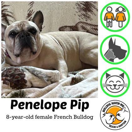 PENELOPE PIP (AND REMINGTON STEELE), a ADOPTABLE French Bulldog in Bonney Lake, WA image 1/3
