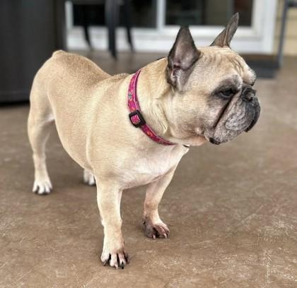 PENELOPE PIP (AND REMINGTON STEELE), a ADOPTABLE French Bulldog in Bonney Lake, WA image 2/3