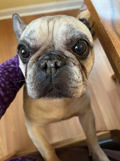 PENELOPE PIP (AND REMINGTON STEELE), a ADOPTABLE French Bulldog in Bonney Lake, WA image 3/3