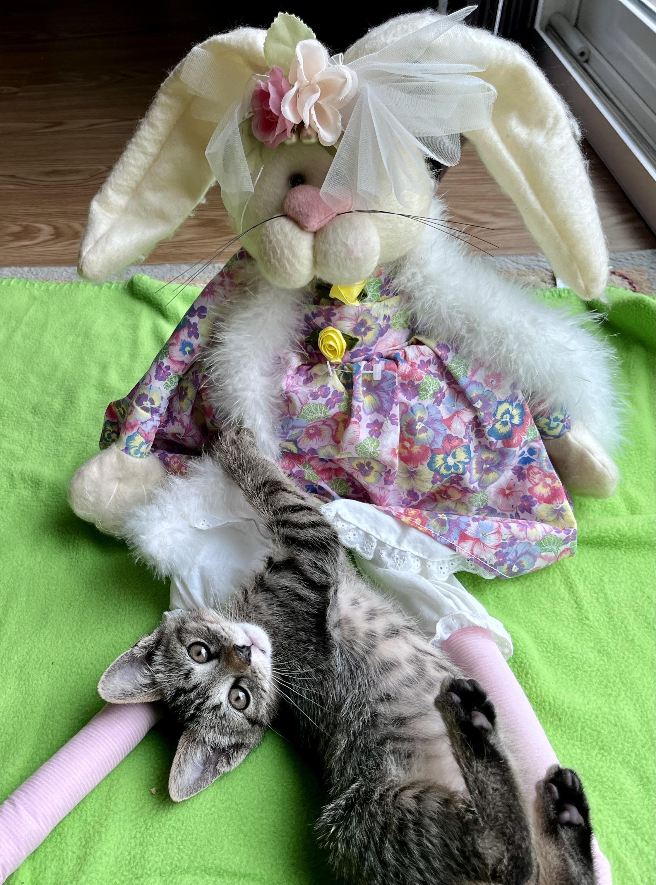 Enlarge Peter, an adopted mixed breed in Rocky Hill, CT image 1/6