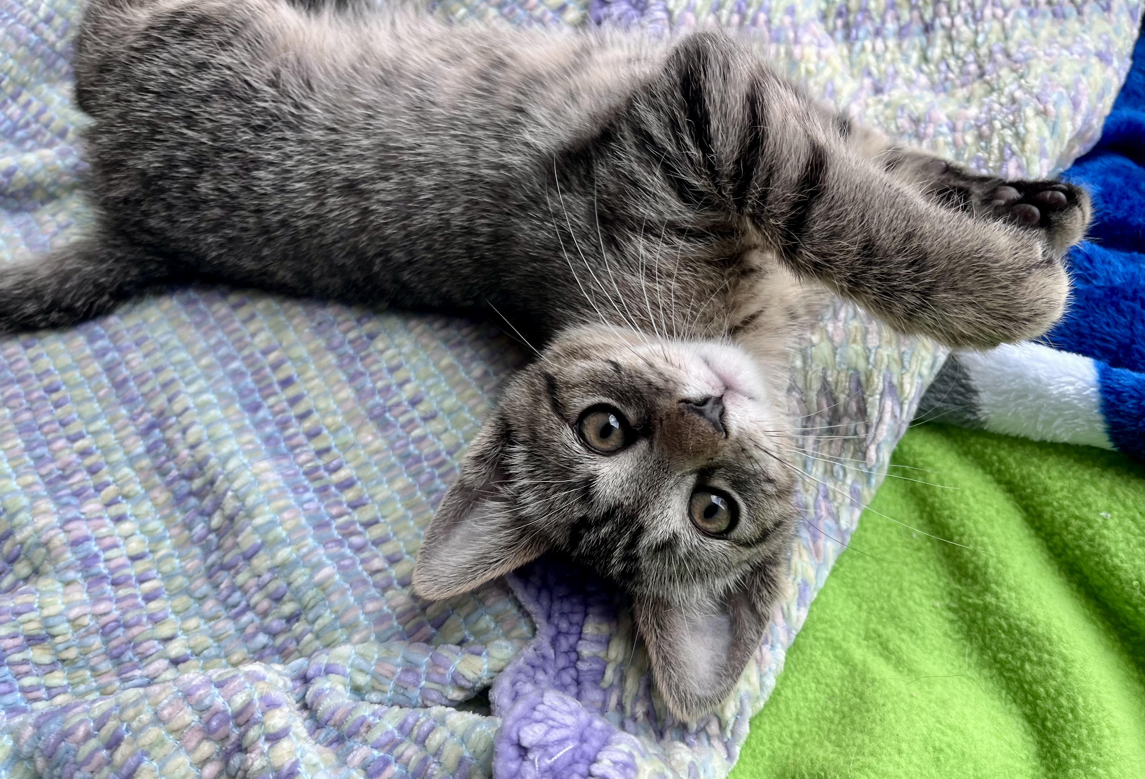 Enlarge Peter, an adopted mixed breed in Rocky Hill, CT image 2/6