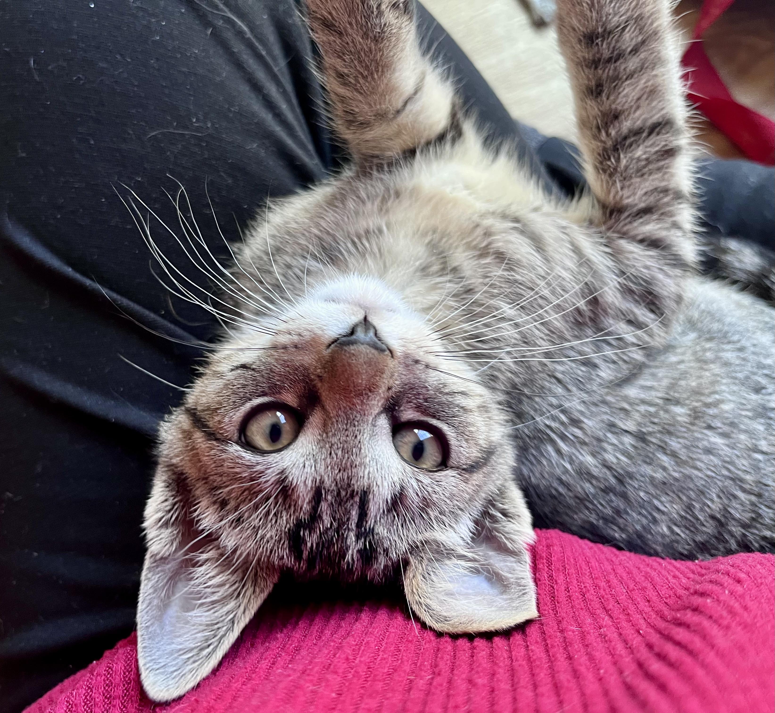 Enlarge Peter, an adopted mixed breed in Rocky Hill, CT image 5/6