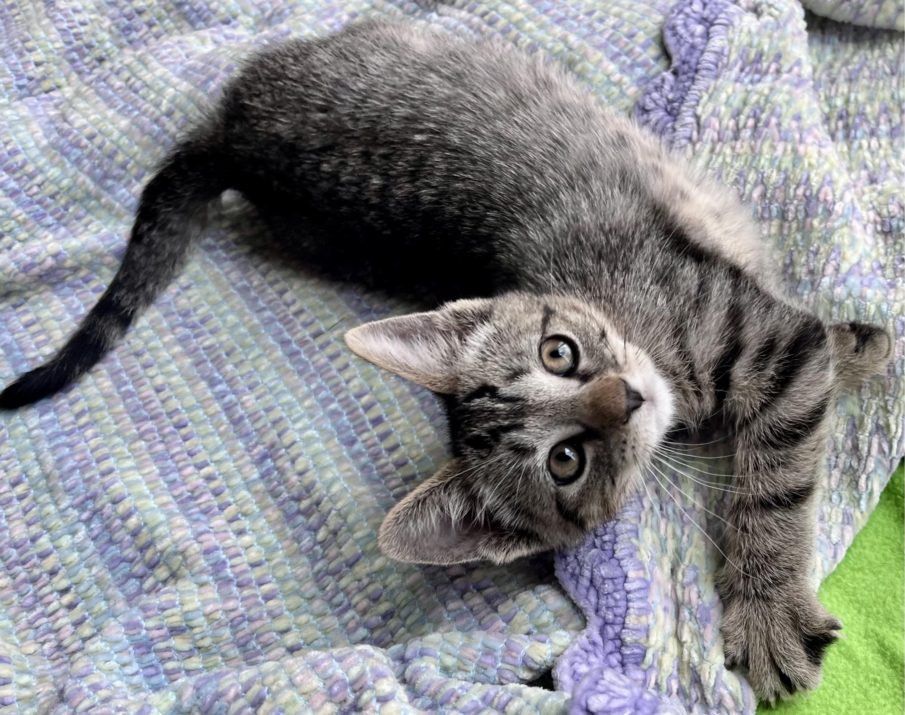 Enlarge Peter, an adopted mixed breed in Rocky Hill, CT image 3/6