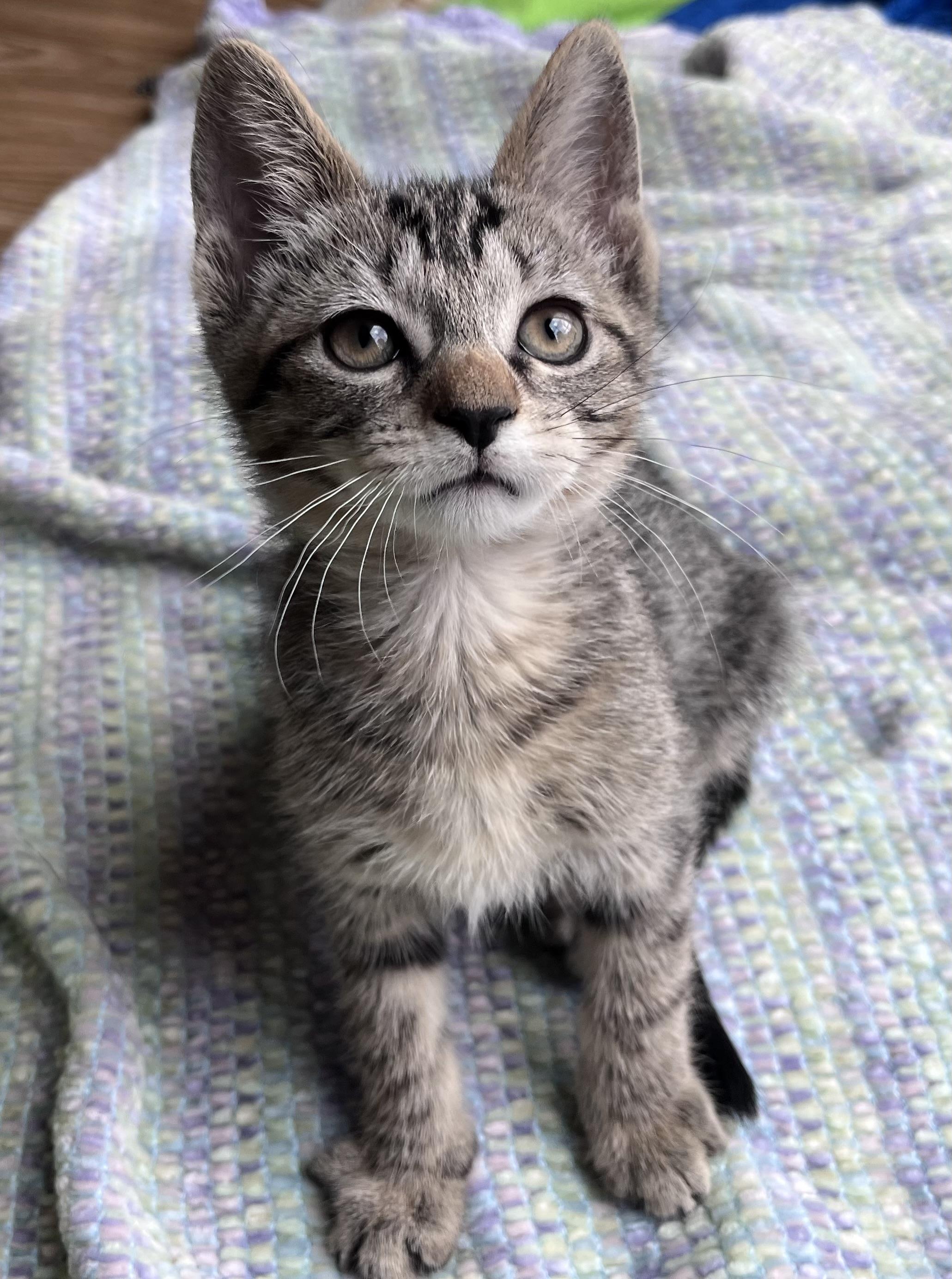 Enlarge Peter, an adopted mixed breed in Rocky Hill, CT image 4/6