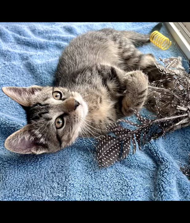 Enlarge Peter, an adopted mixed breed in Rocky Hill, CT video 6/6