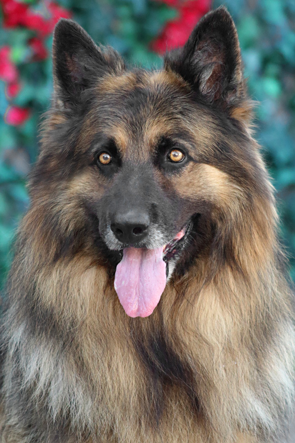 Bear von Bautzen", Adoptable, Adult Male German Shepherd Dog.