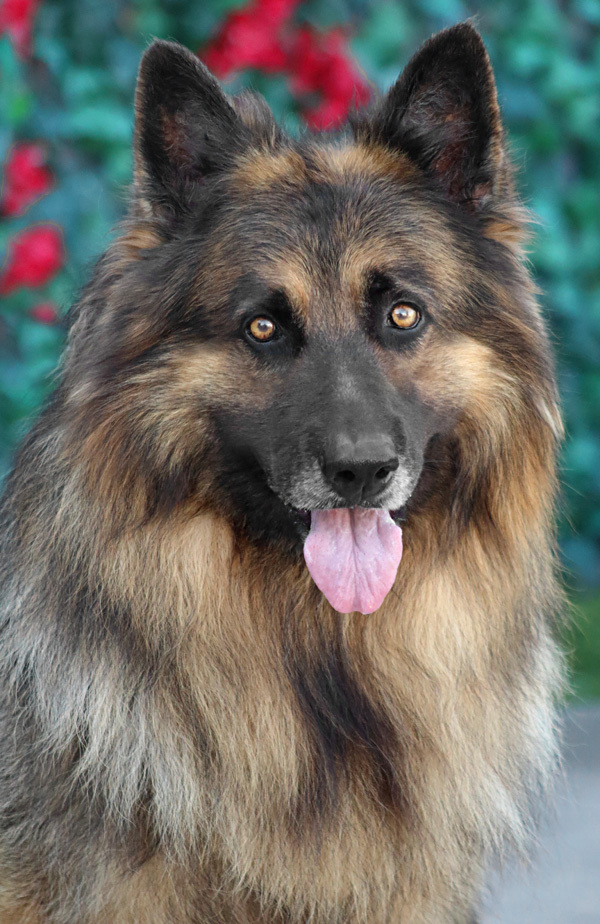 Enlarge Bear von Bautzen", a Adoptable German Shepherd Dog in Los Angeles, CA image 2/10