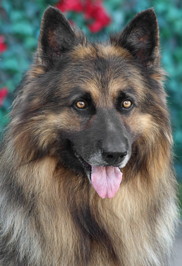 Enlarge Bear von Bautzen", a Adoptable German Shepherd Dog in Los Angeles, CA image 3/10