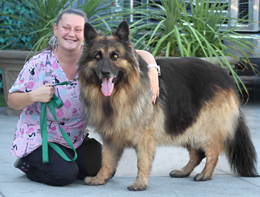 Enlarge Bear von Bautzen", a Adoptable German Shepherd Dog in Los Angeles, CA image 4/10