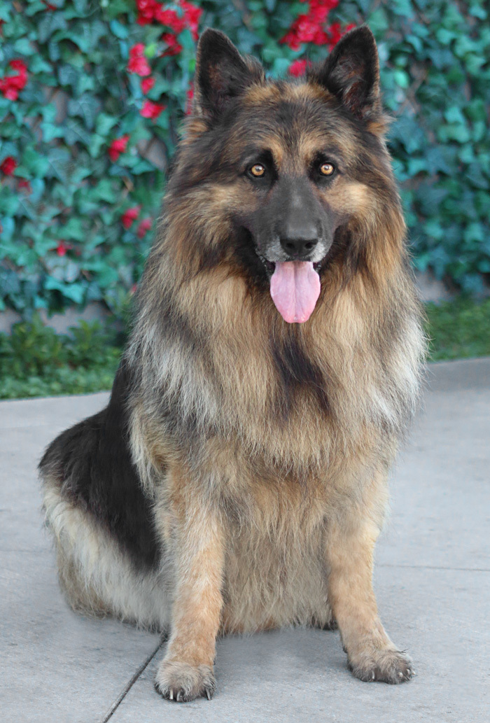 Enlarge Bear von Bautzen", a Adoptable German Shepherd Dog in Los Angeles, CA image 5/10