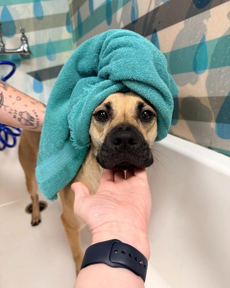 Lily, Adoptable, Young Female Labrador Retriever & Black Mouth Cur.