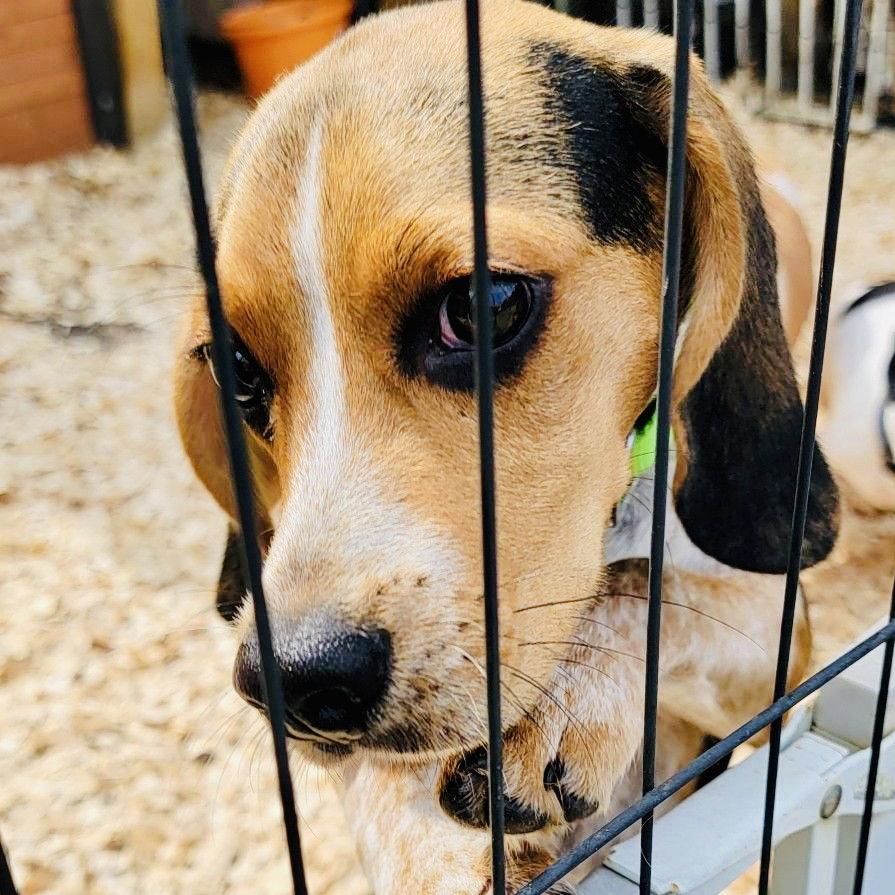 Sammy RDS, Adoptable, Puppy Male Beagle.