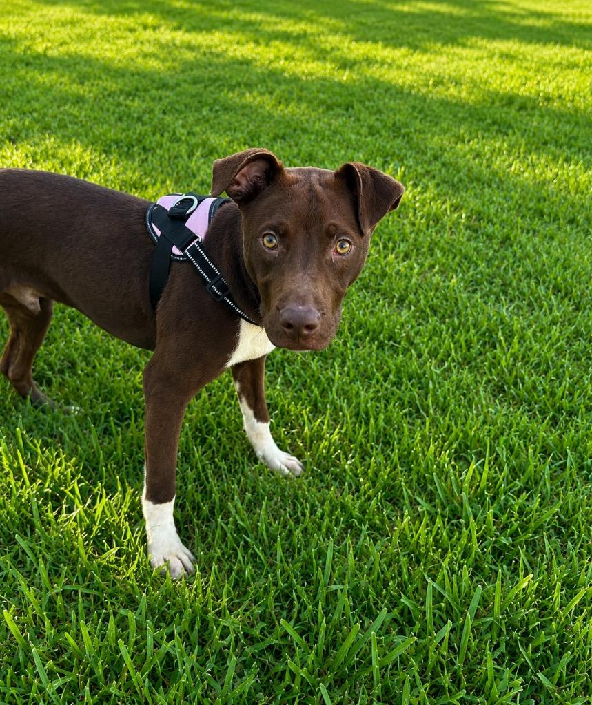 Enlarge Robin, a Adoptable mixed breed in Centralia, IL image 2/3
