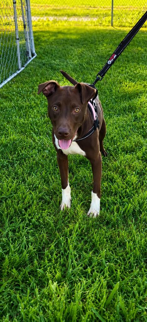 Enlarge Robin, a Adoptable mixed breed in Centralia, IL image 3/3