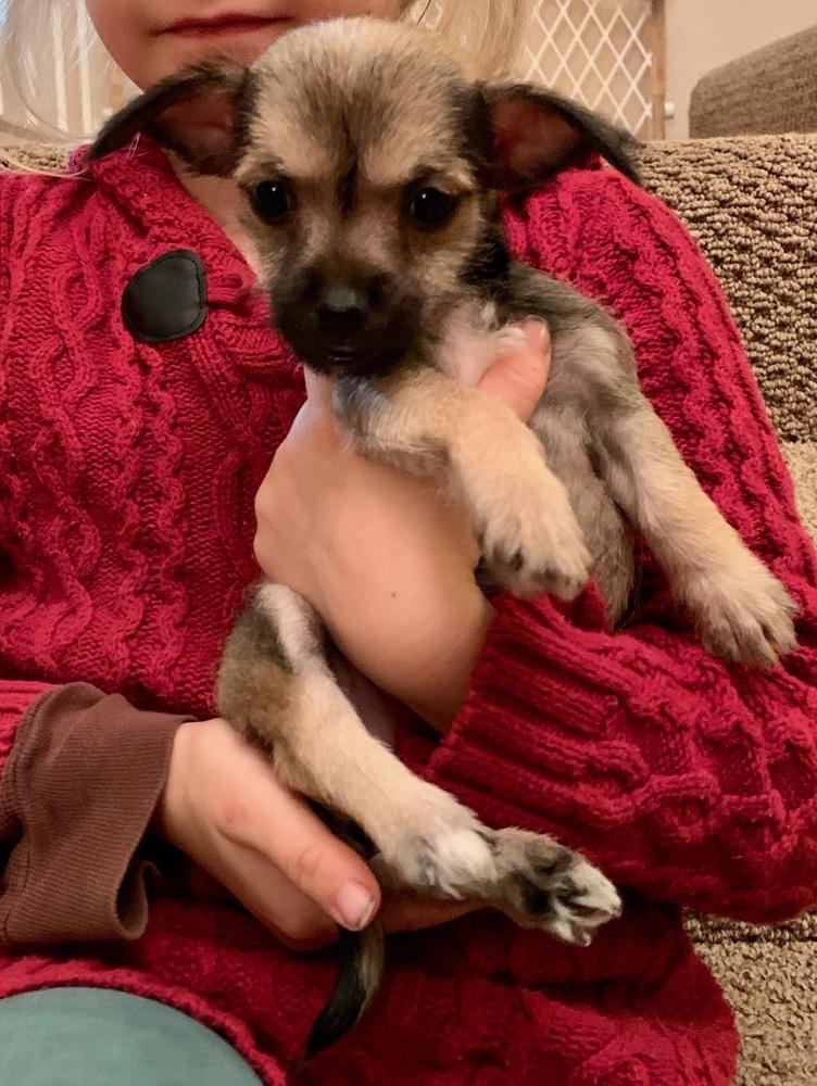 Bashful, Adopted, Puppy Female Chihuahua & Dachshund.