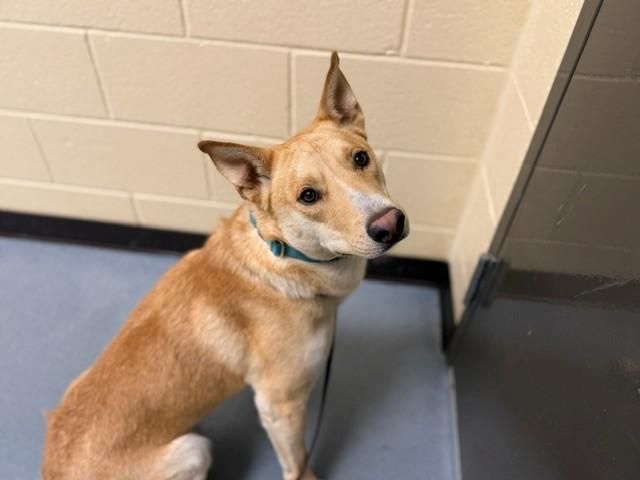 Enlarge MILES, a Adoptable mixed breed in Denver, CO image 1/1