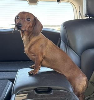 Slinky, Adopted, Young Male Dachshund.