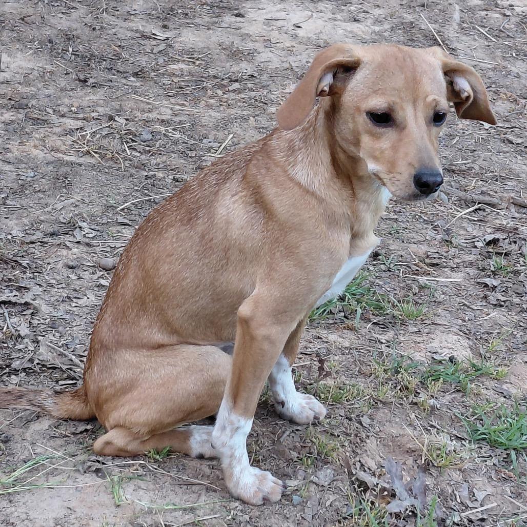 Fawn, Adoptable, Young Female Feist & Mixed Breed.