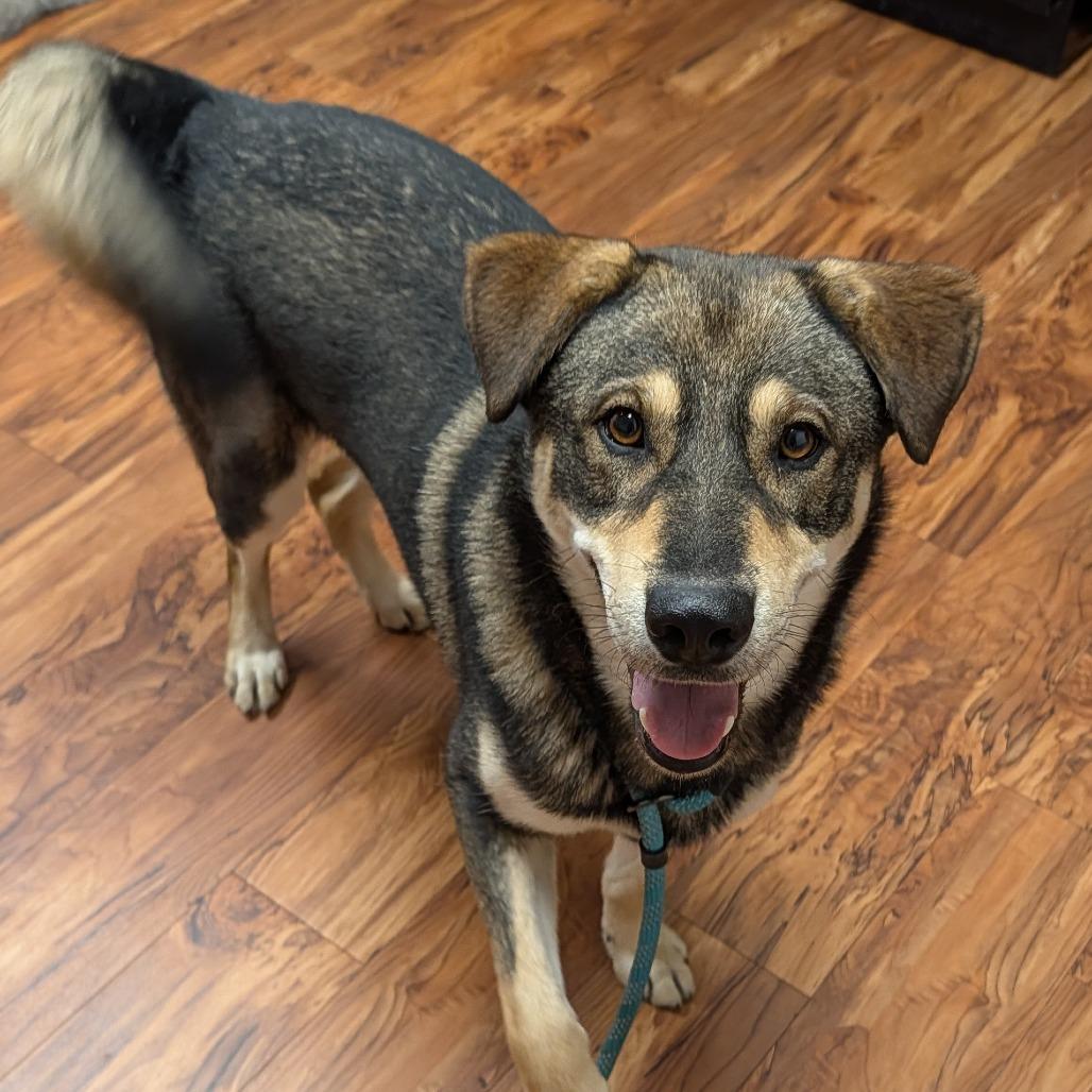 Enlarge Berlin, a Adoptable mixed breed in Edwards, IL image 1/2