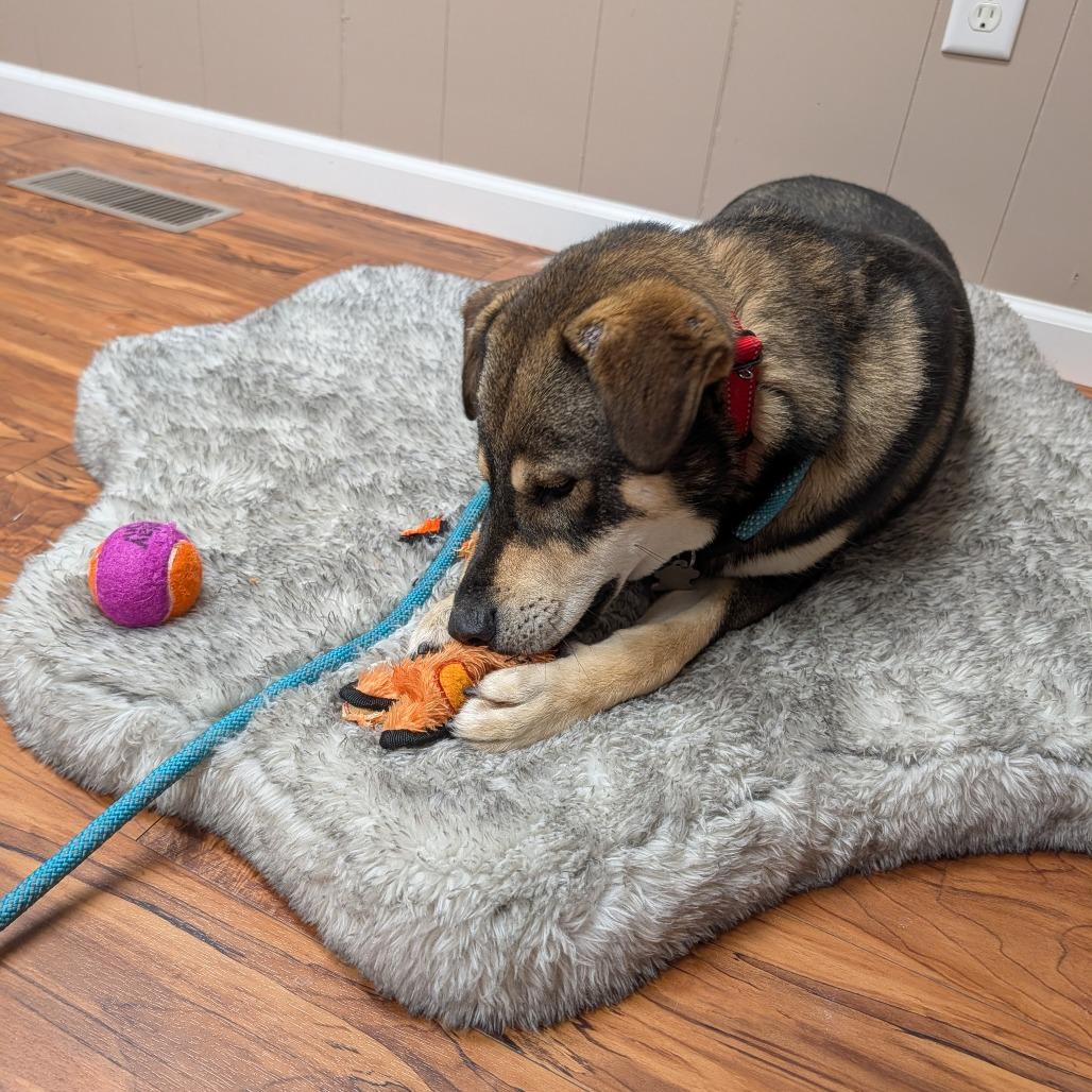 Enlarge Berlin, a Adoptable mixed breed in Edwards, IL image 2/2