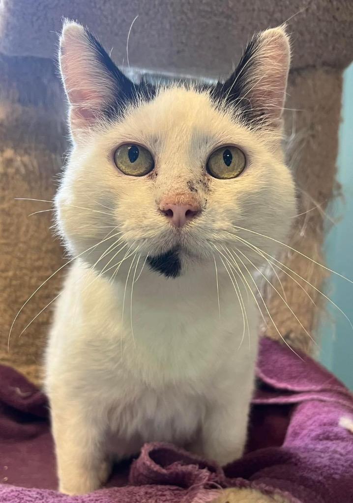 Enlarge Chonkey Kong, a Adoptable mixed breed in Lima, OH image 1/1